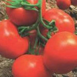 Роксолана F1 - томат індетермінатний, May Seed (Туреччина) фото, цiна